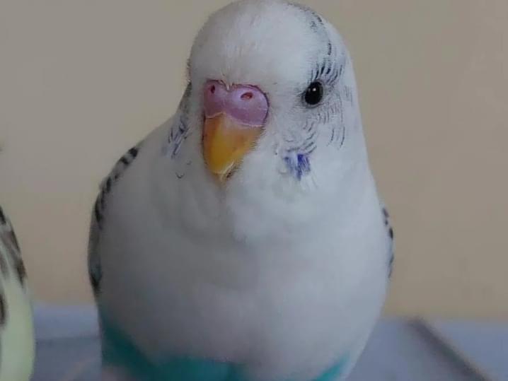 ぴよちゃん ぴよちゃん