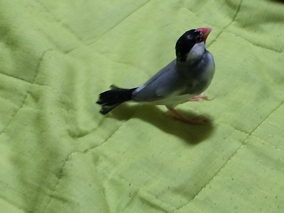 ぶんちゃん