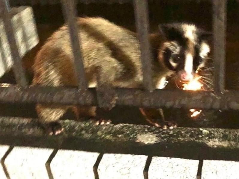 目撃されたペット 目撃されたペット