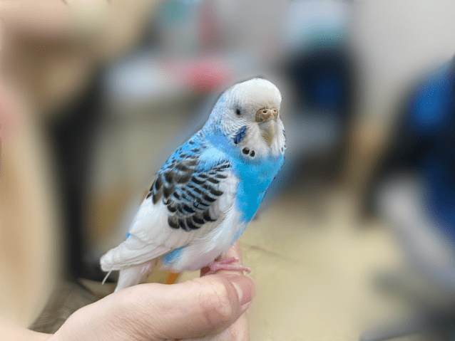 保護された鳥 保護された鳥