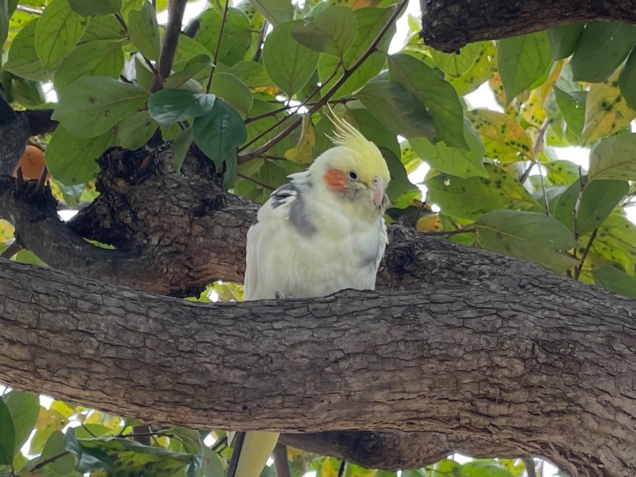 目撃された鳥 目撃された鳥