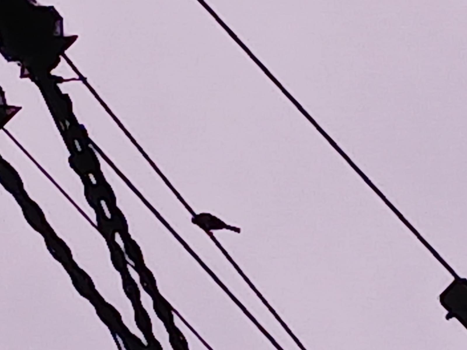 目撃された鳥