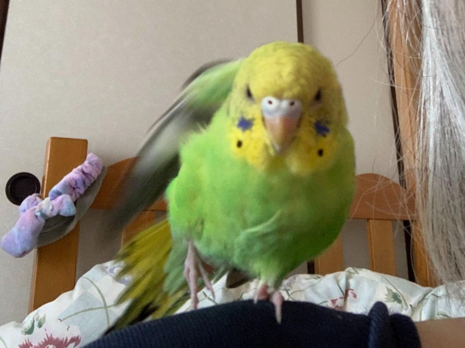 保護された鳥