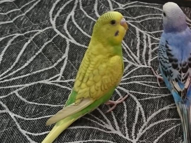 はーちゃん はーちゃん