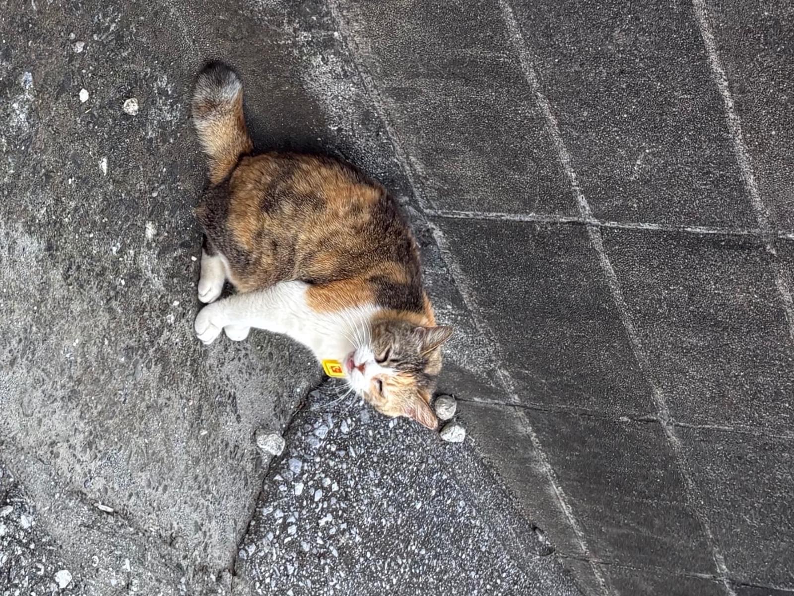 目撃された猫 目撃された猫