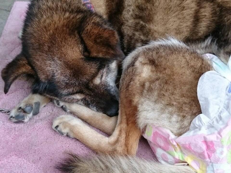 くりちゃん くりちゃん