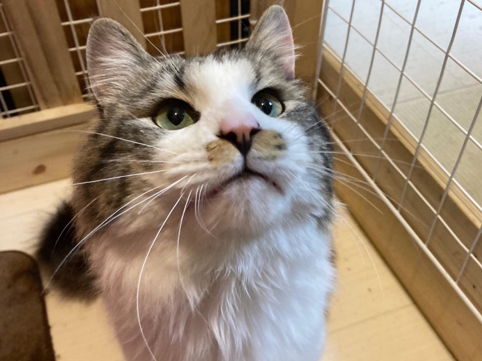 保護された猫 保護された猫