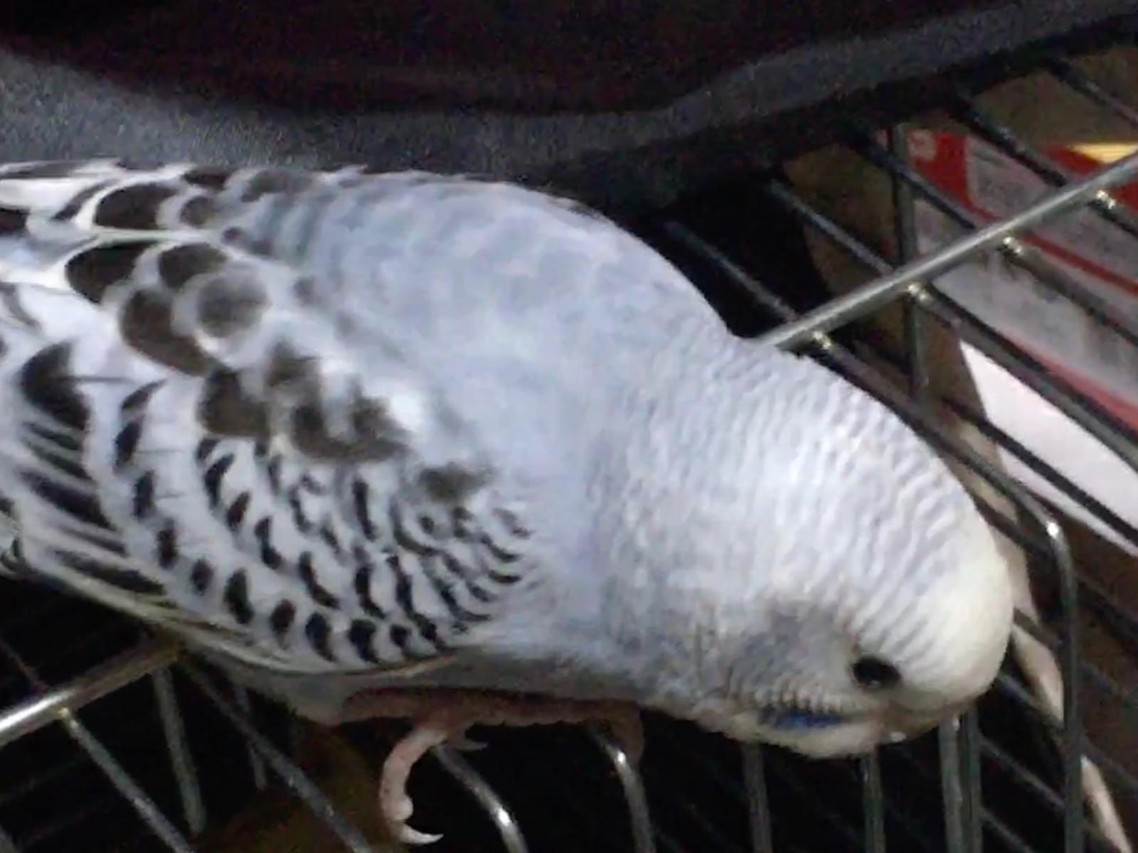 保護された鳥 保護された鳥