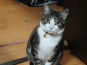 キジ白 迷子