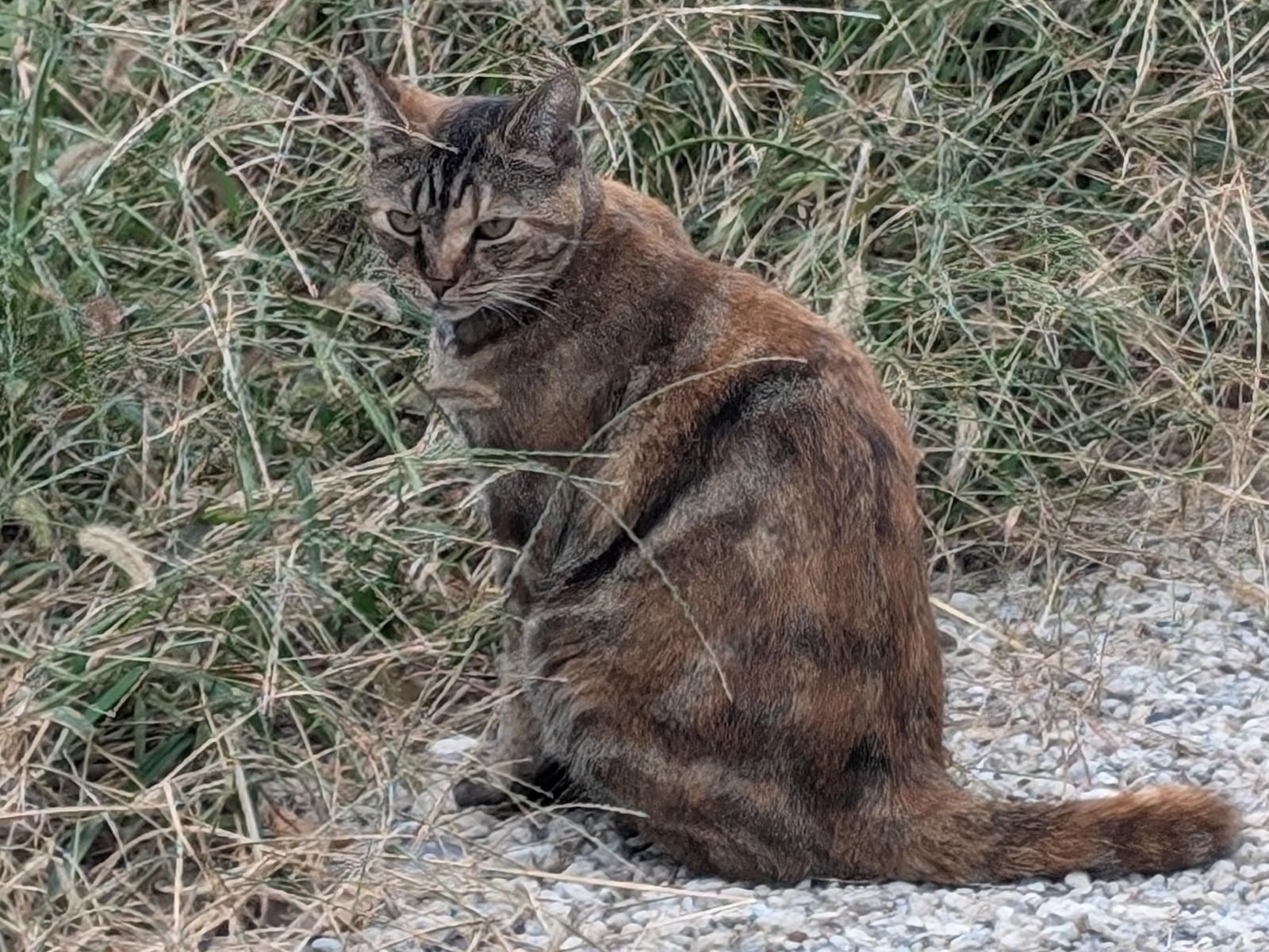 目撃された猫 目撃された猫