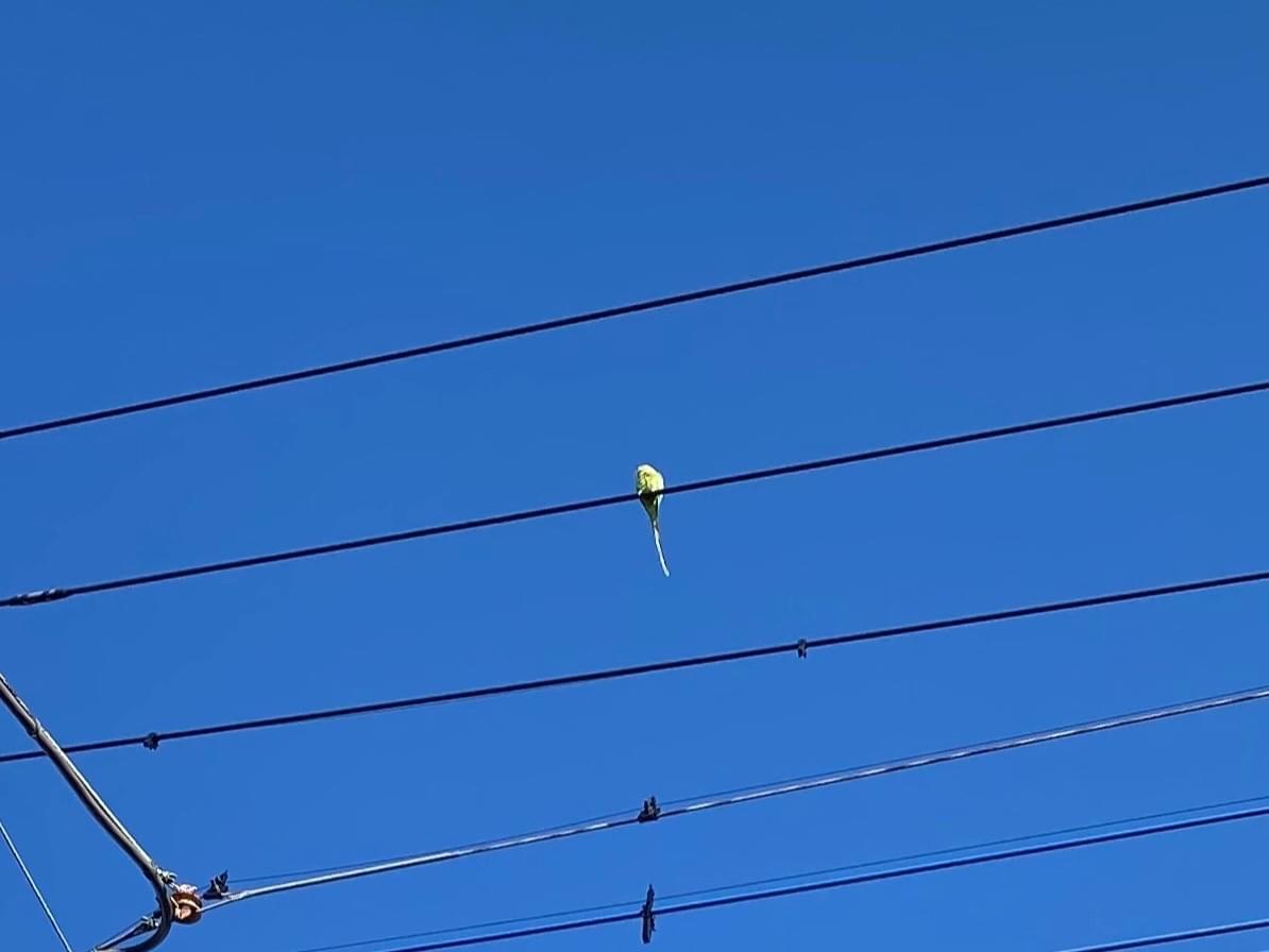 目撃された鳥 目撃された鳥