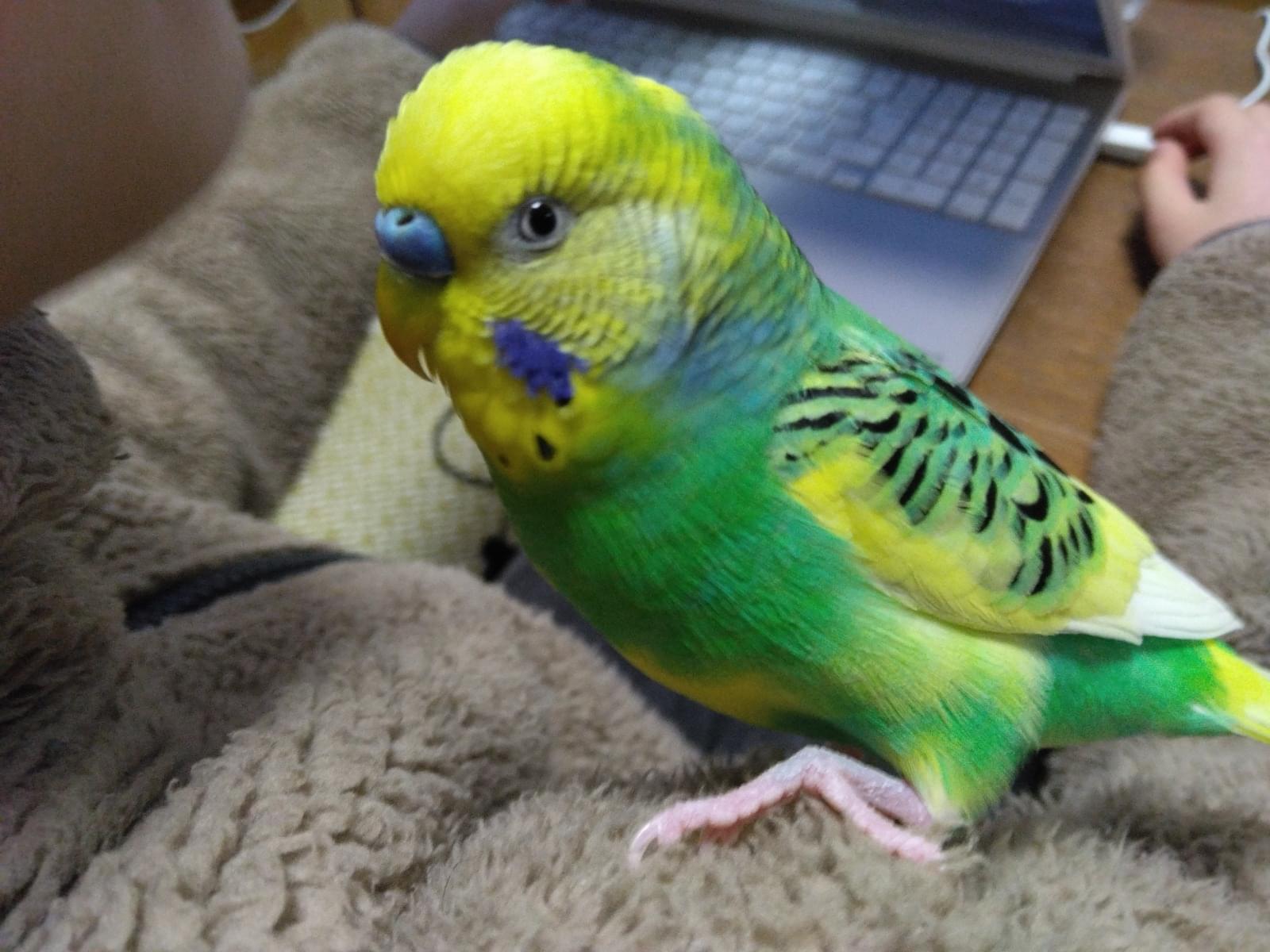 ソラちゃん ソラちゃん