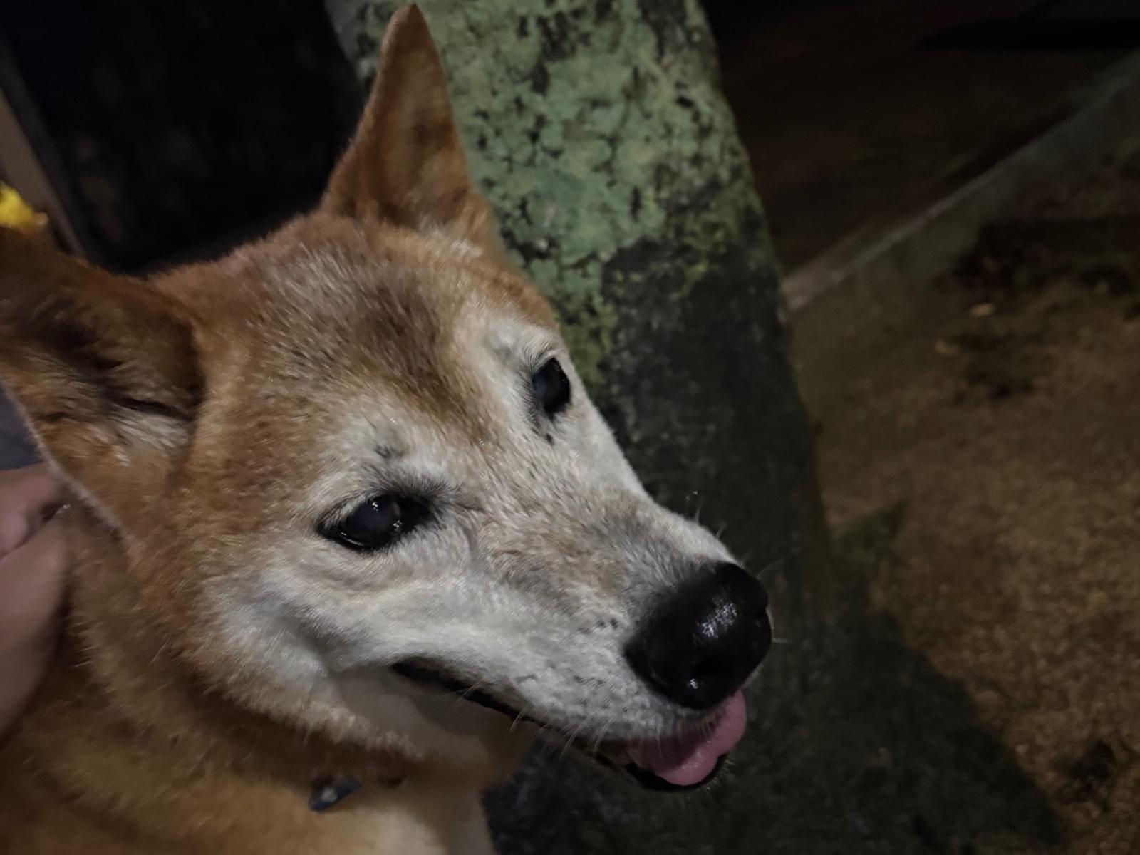 保護された犬 保護された犬