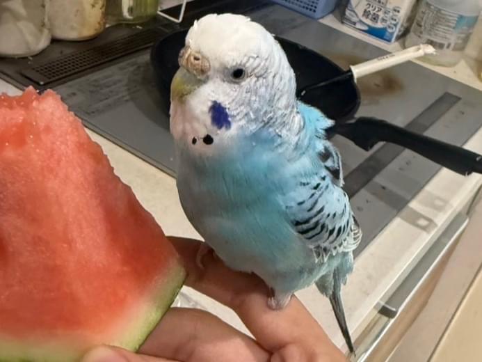 ハクちゃん