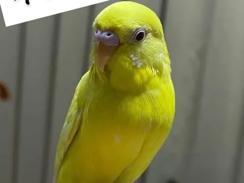 体が黄色で目が赤色セキセイインコ探しています!!