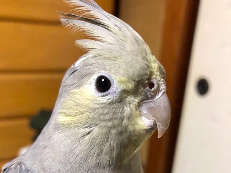 ゴンちゃん ゴンちゃん