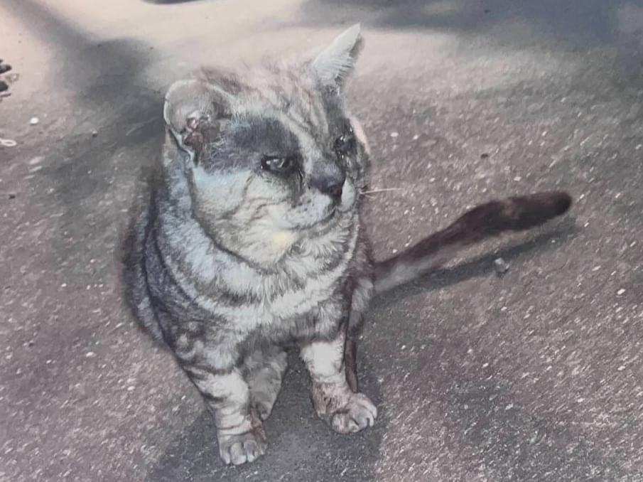 目撃された猫 目撃された猫