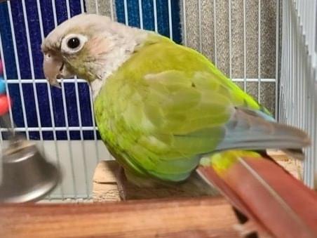 ももちゃん ももちゃん