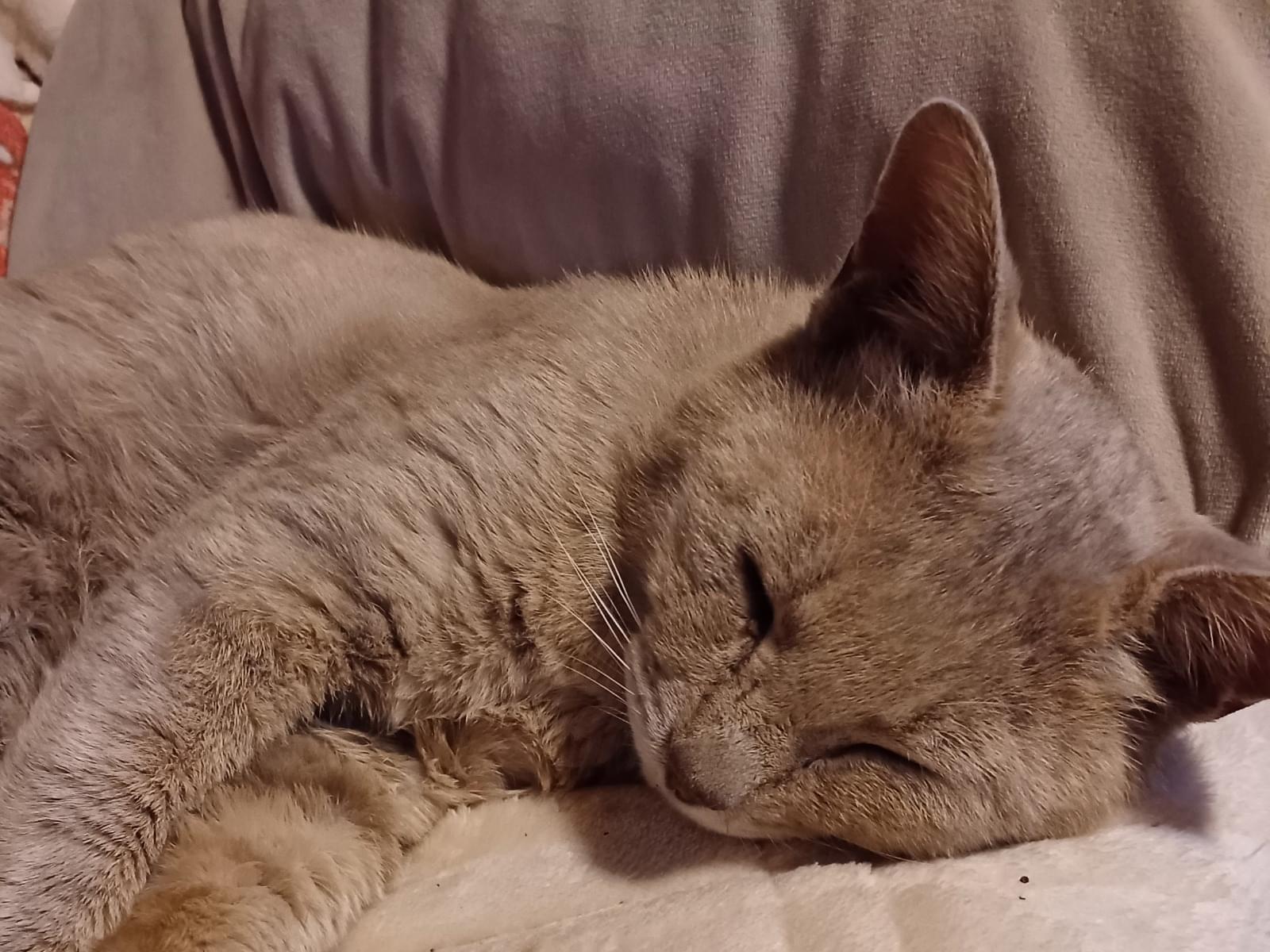保護された猫 保護された猫