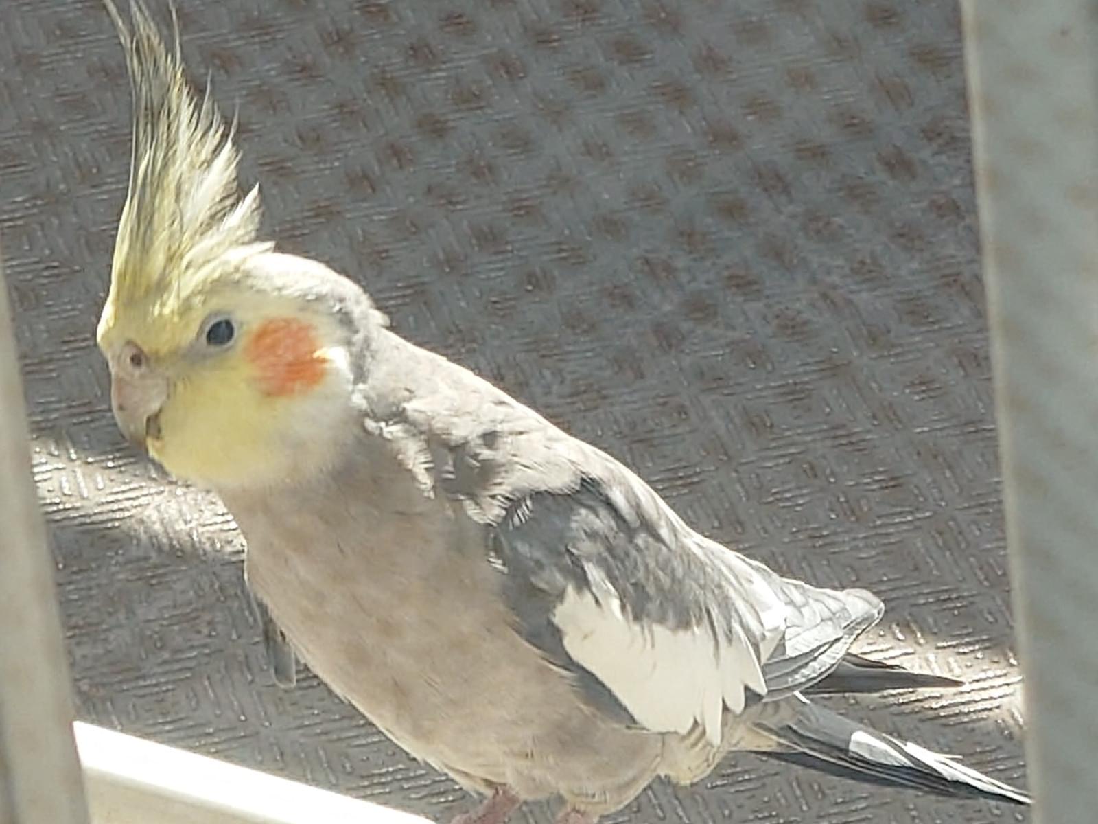 目撃された鳥 目撃された鳥