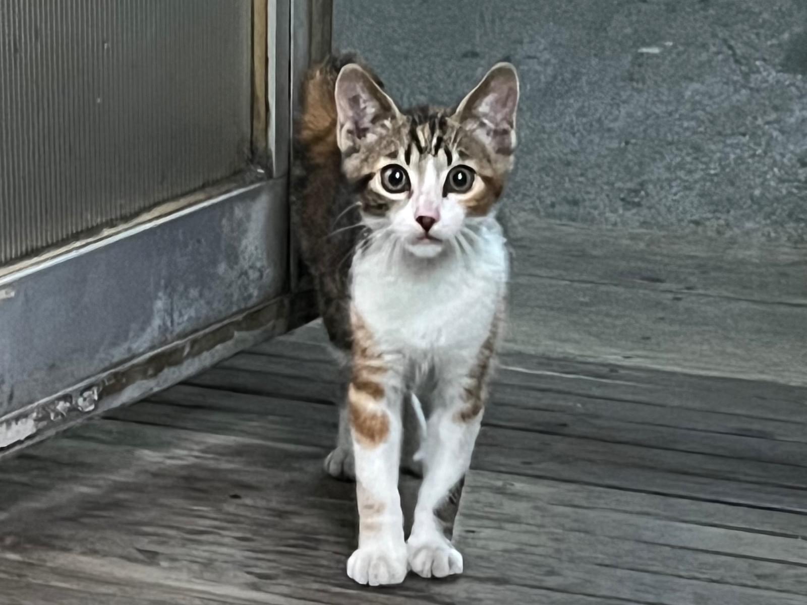 にゃんこちゃん にゃんこちゃん