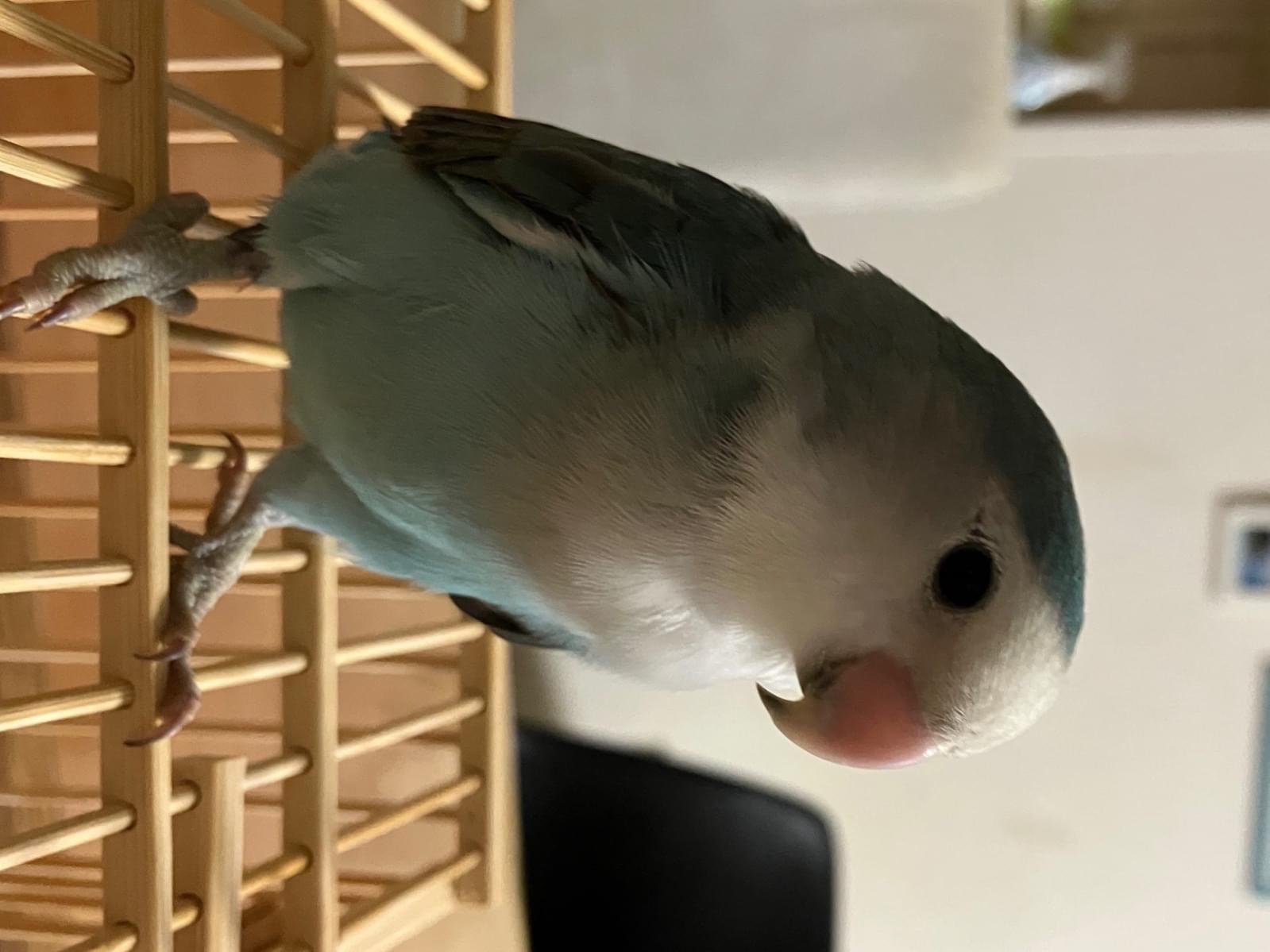 保護された鳥 保護された鳥