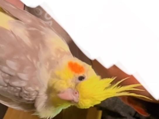 ぽにょちゃん ぽにょちゃん