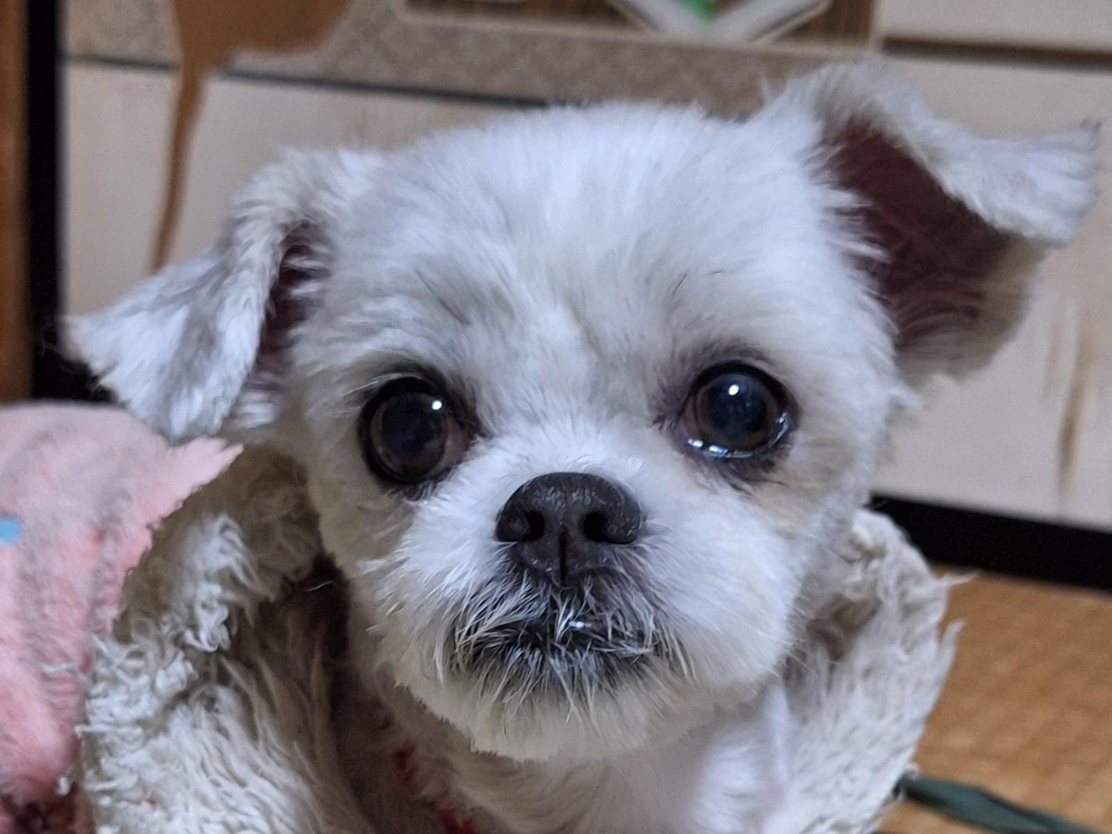 ミクちゃん ミクちゃん