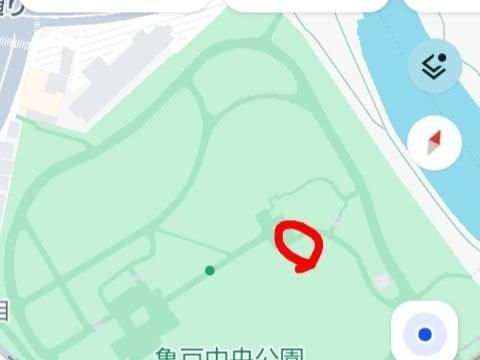 目撃された鳥