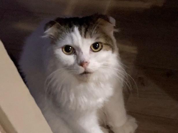 ぺろまろちゃん ぺろまろちゃん