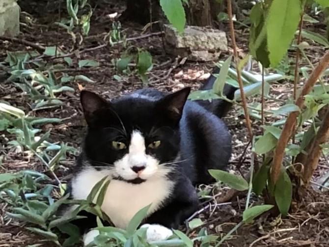 目撃された猫 目撃された猫