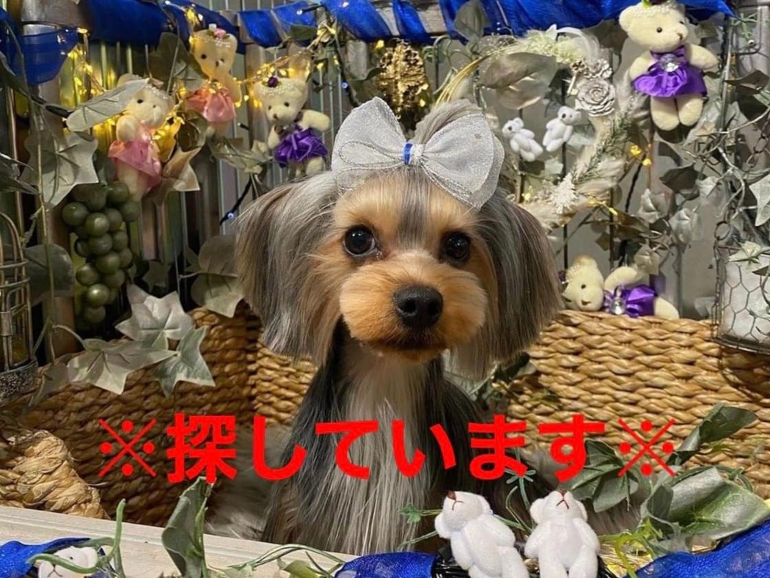 あくびちゃん あくびちゃん