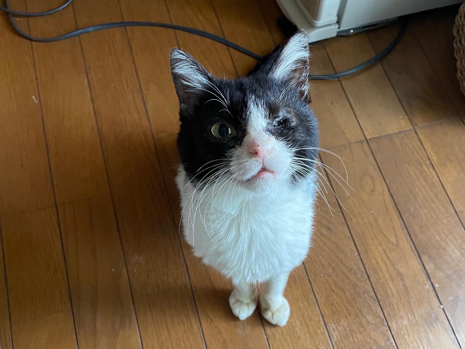 はちねこ 評判 はち* 猫の首輪シュシュ よろしき ねこはち 里親