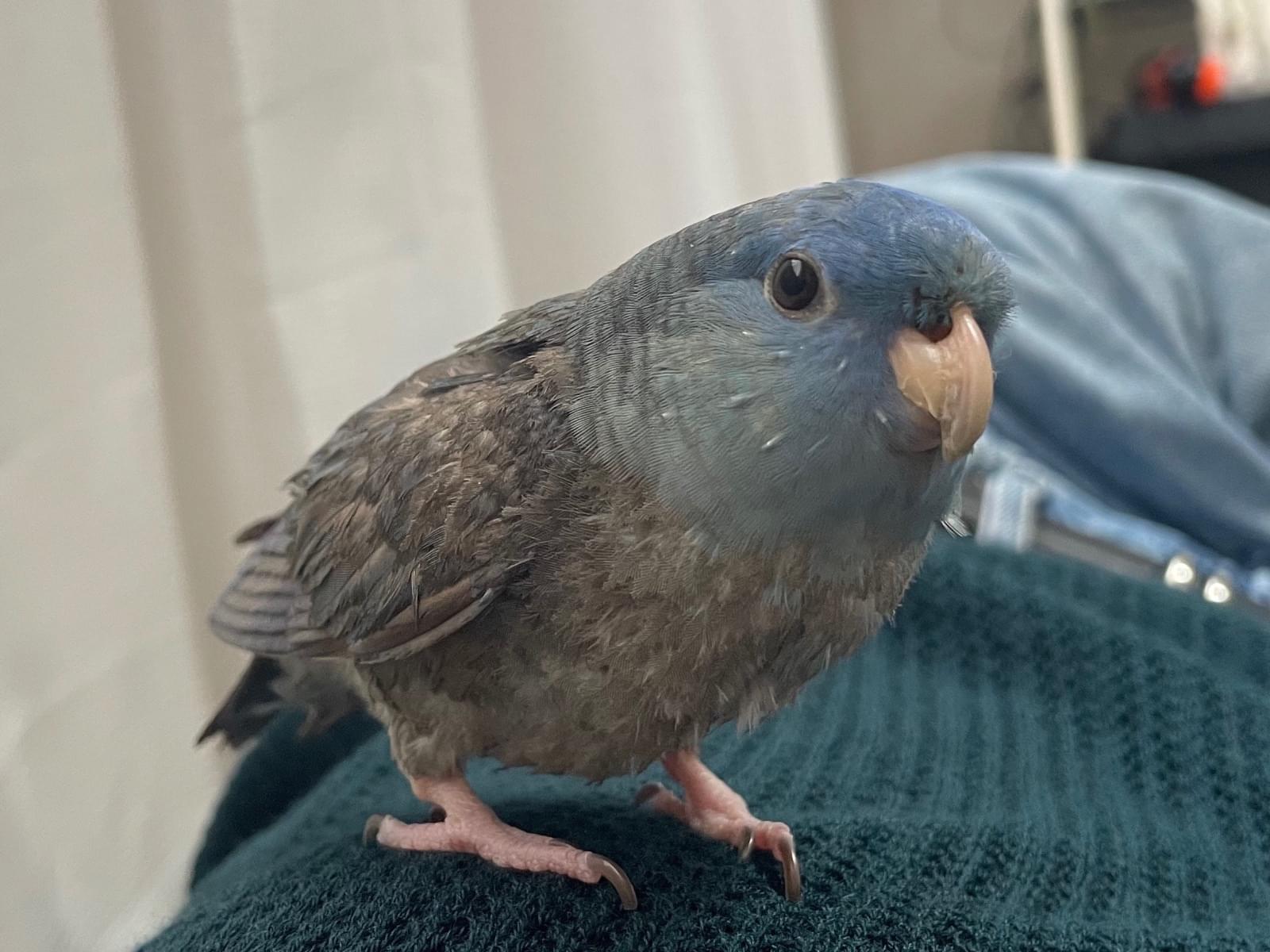 あおちゃん あおちゃん