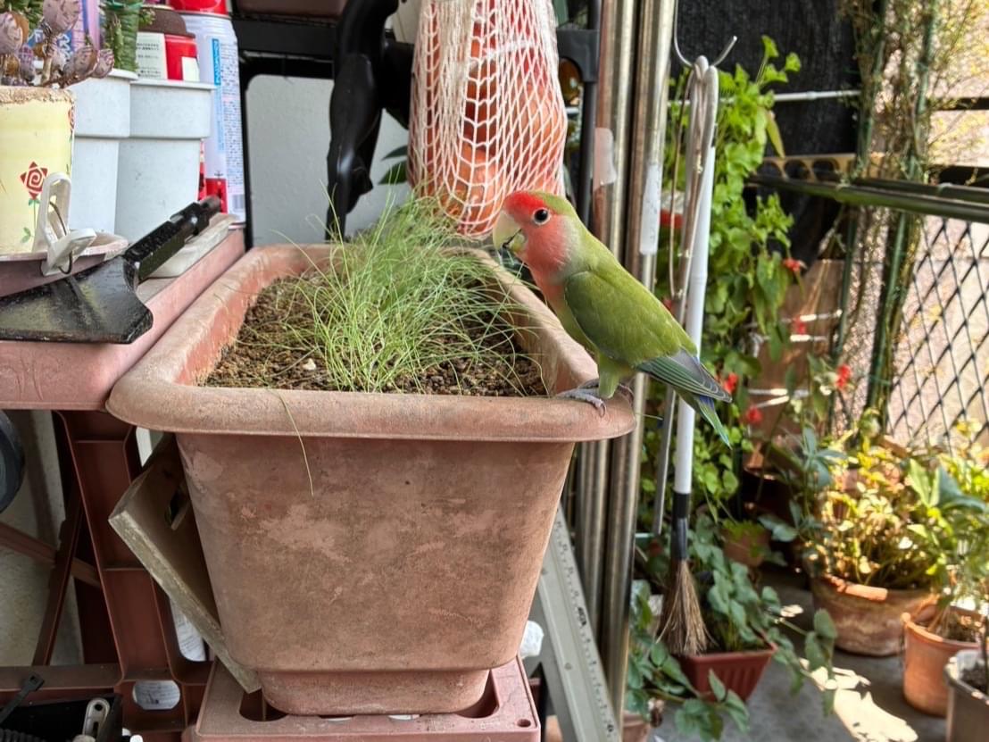目撃された鳥