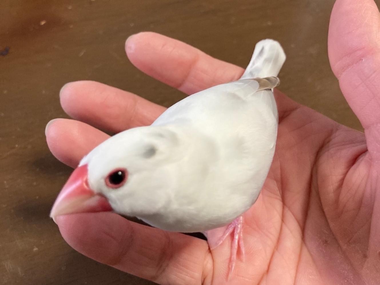 ごまちゃん ごまちゃん