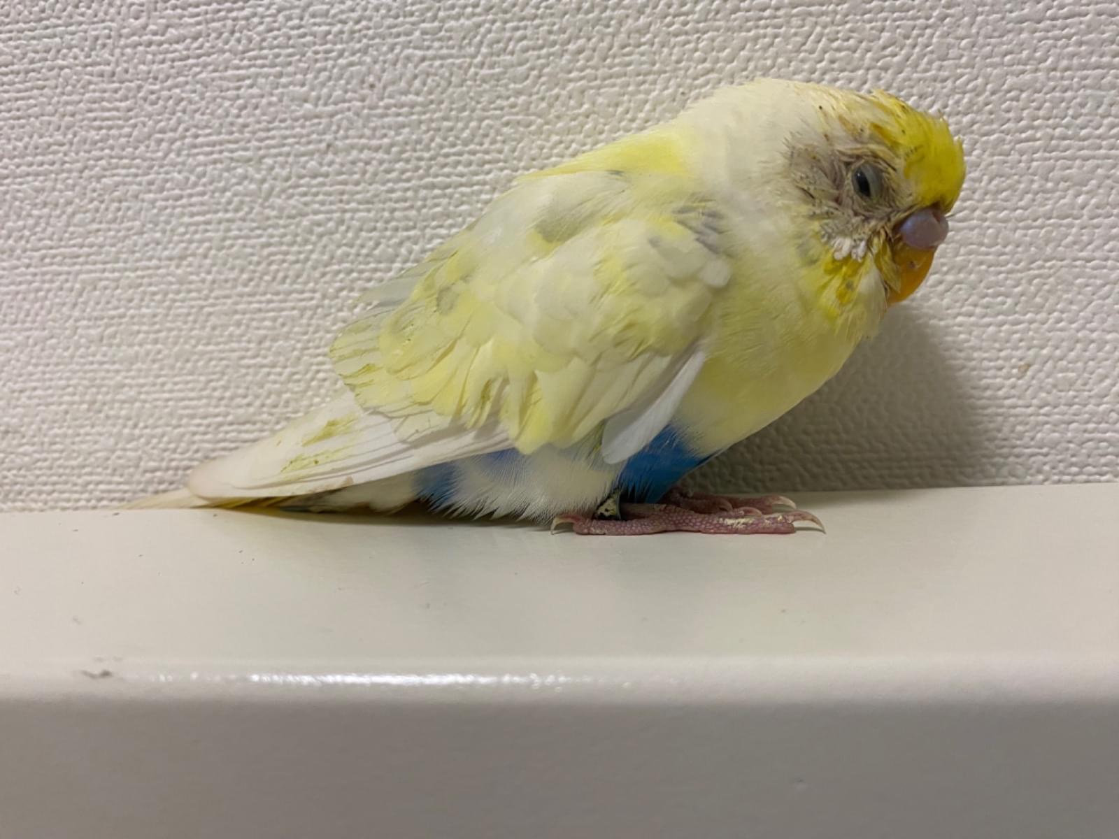 保護された鳥 保護された鳥