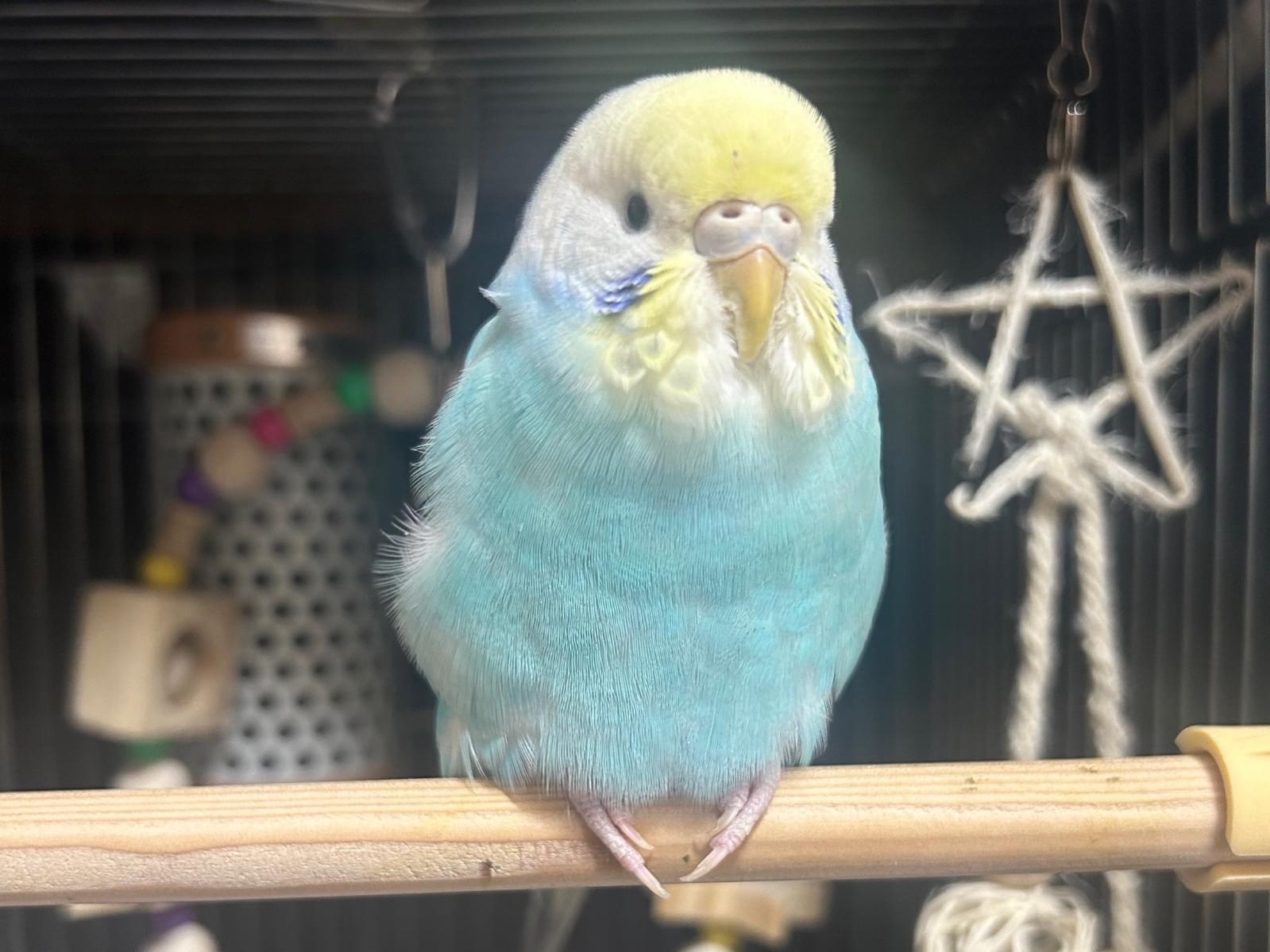 カヘイちゃん カヘイちゃん
