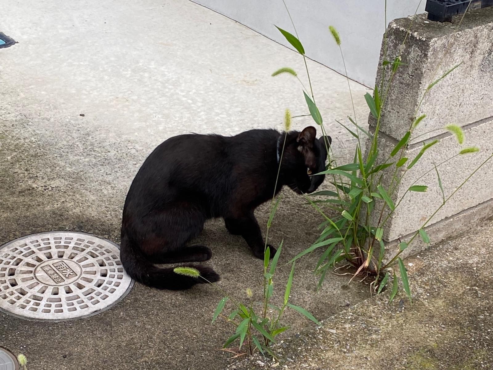 目撃された猫 目撃された猫
