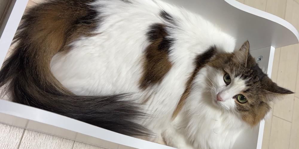 ノルウェージャンフォレストの白の毛に茶色の毛が少し混ざった猫を探し