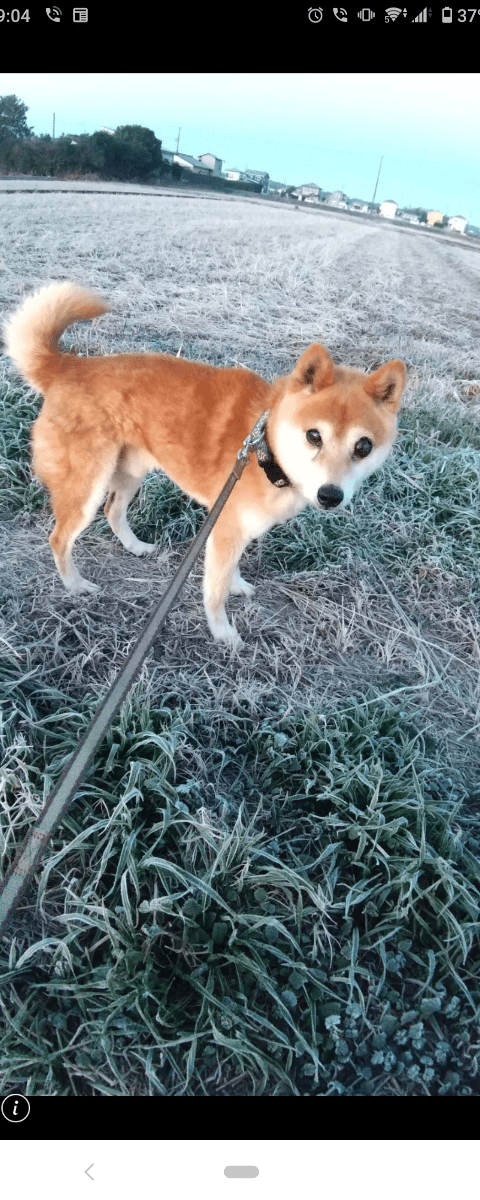 脱走してしまった柴犬を探してます。