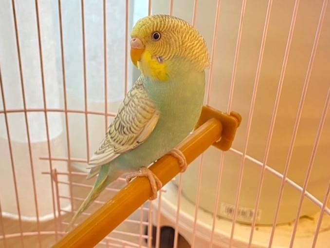 保護された鳥 保護された鳥