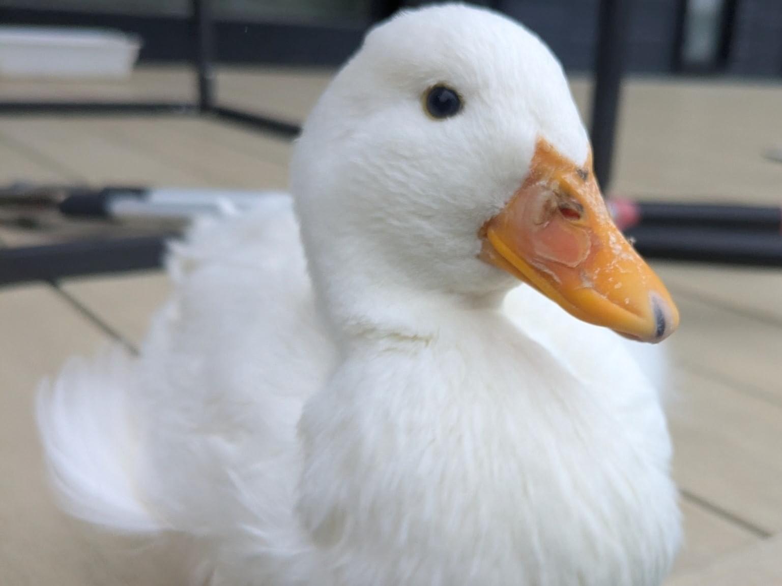 あっくんちゃん あっくんちゃん