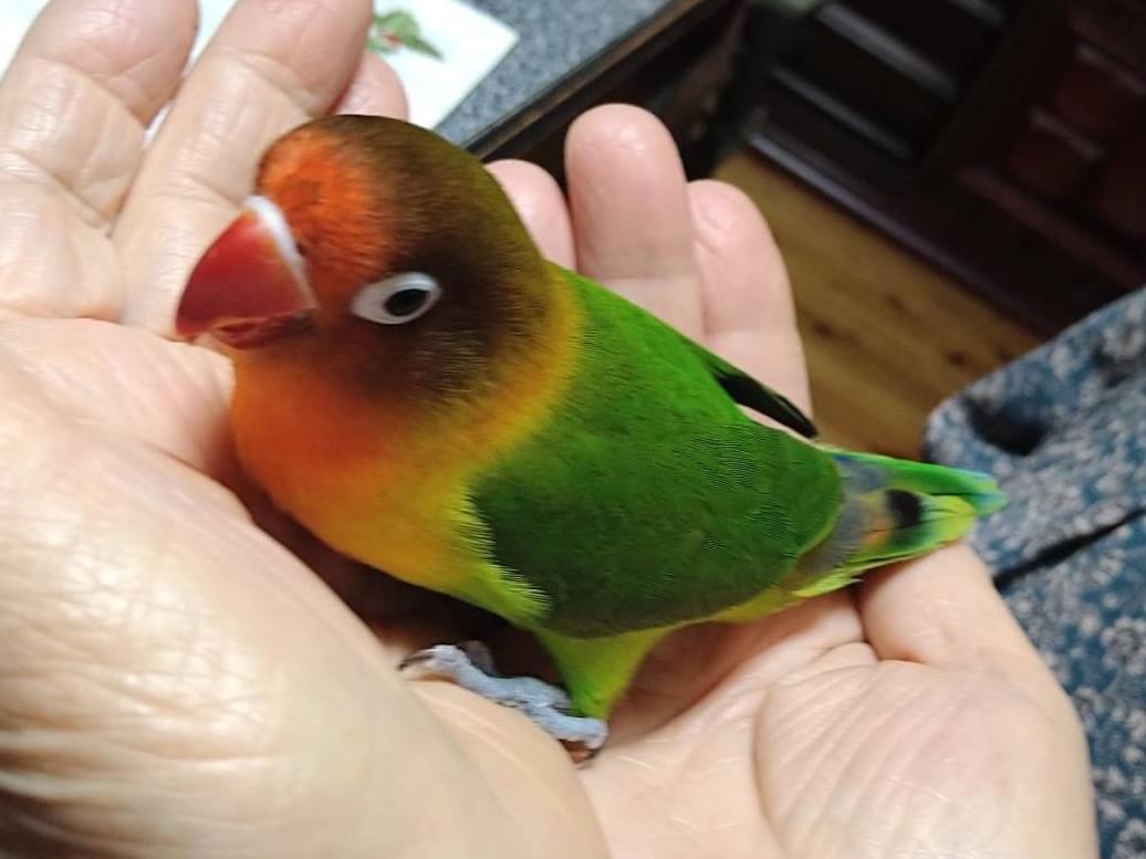 ぴーちゃん ぴーちゃん