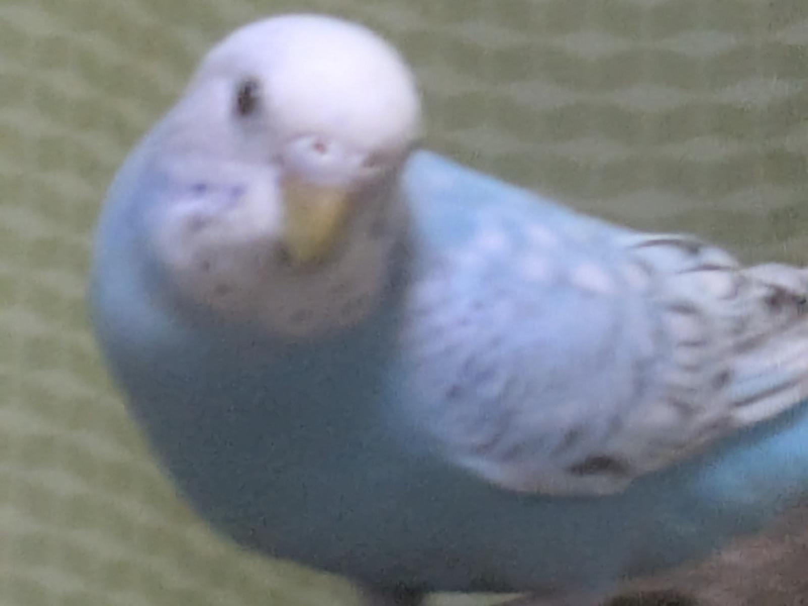 ソーダちゃん ソーダちゃん