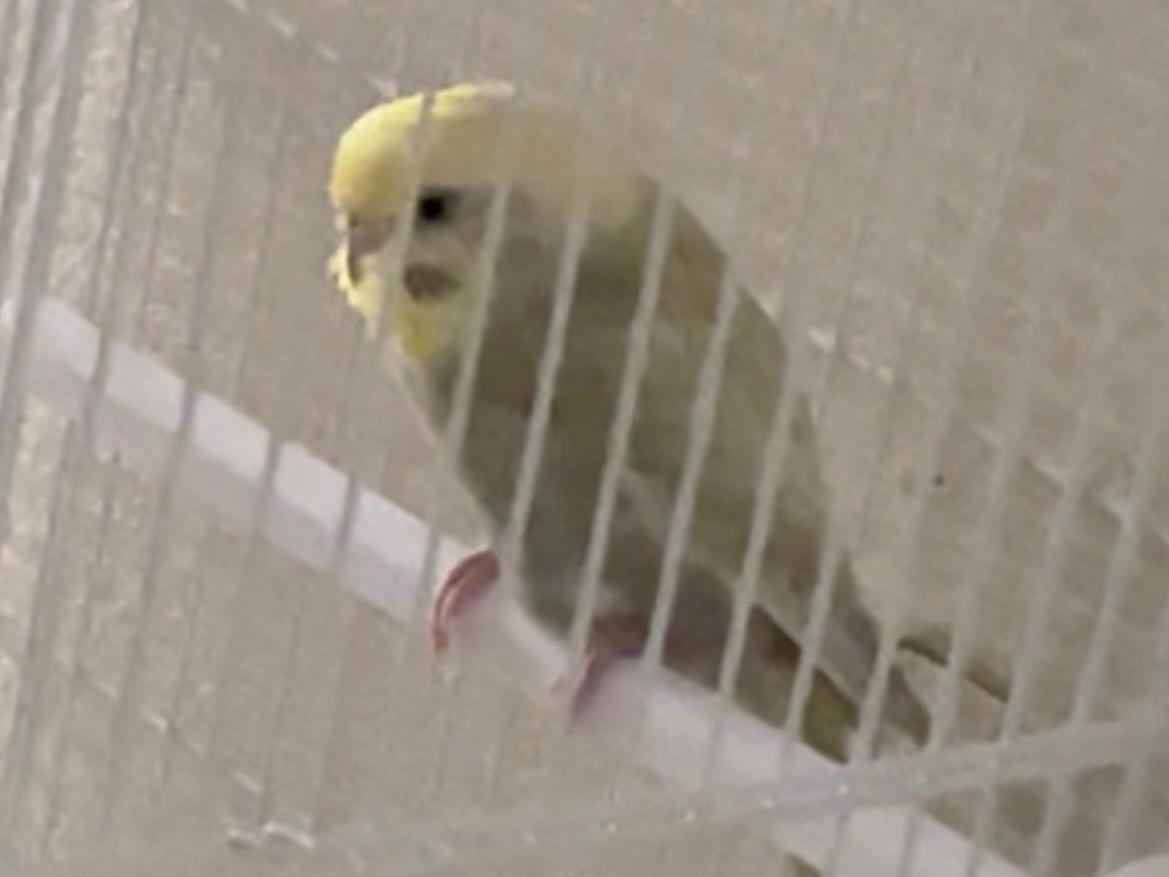ピピちゃん ピピちゃん