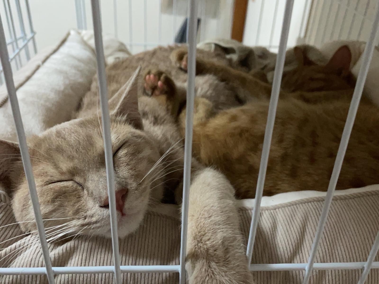 凛️ちゃん くぅちゃん