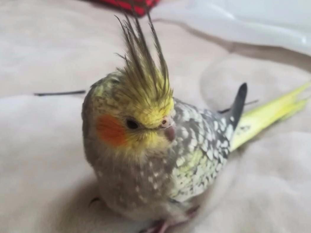 くうちゃん くうちゃん