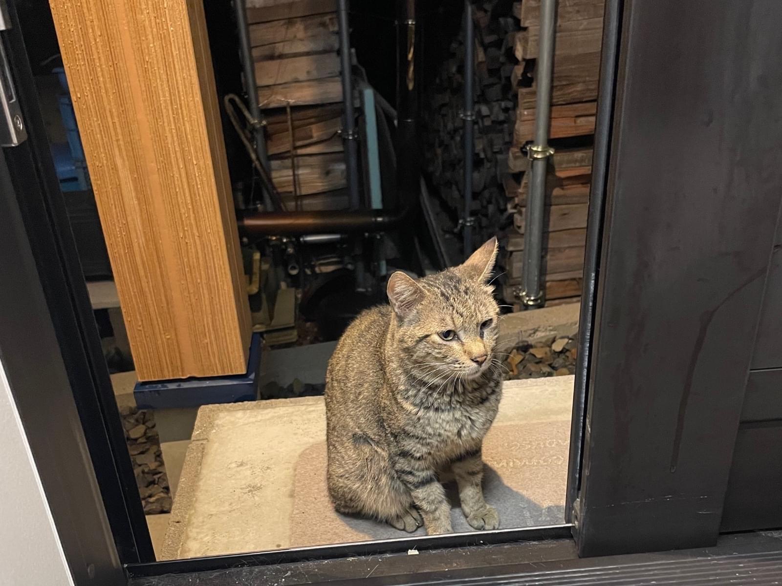 保護された猫 保護された猫