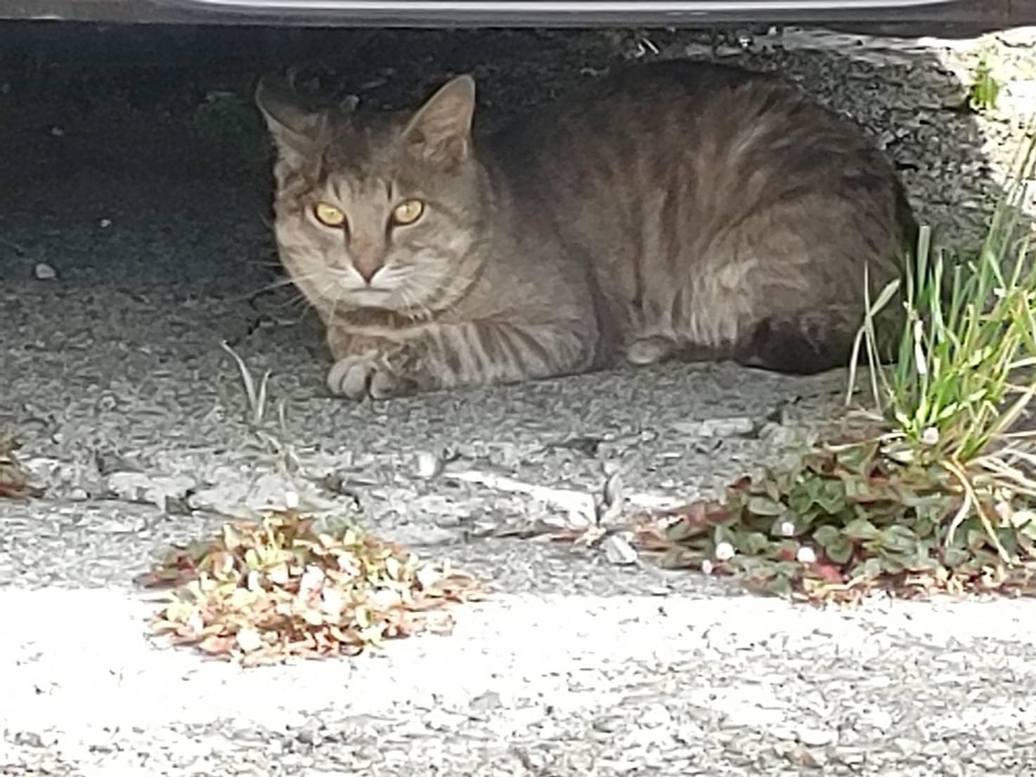 保護された猫 保護された猫